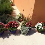 Dalmatina